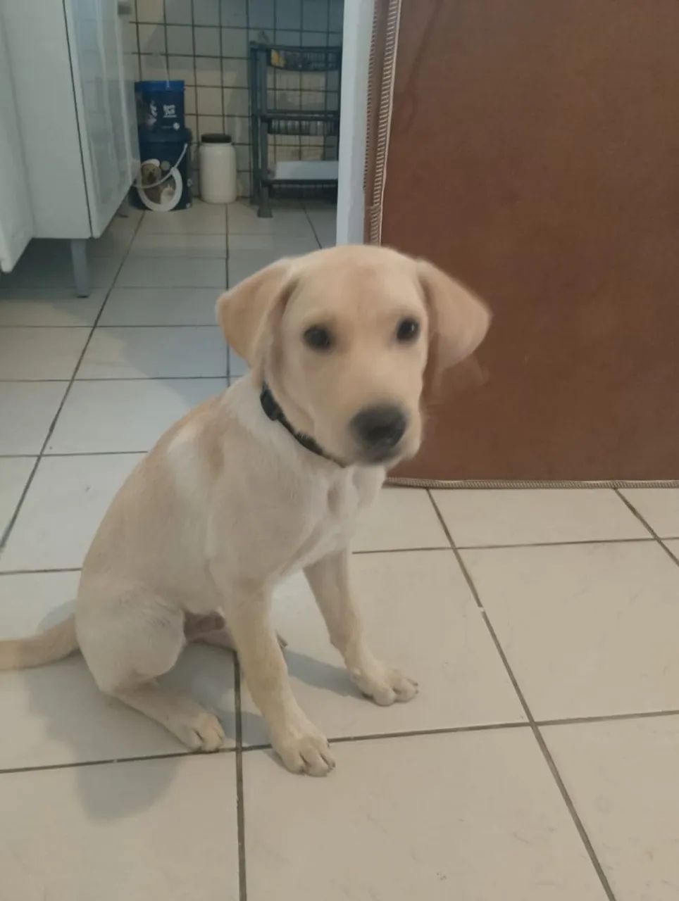 Labrador retriever doação  - Foto 3