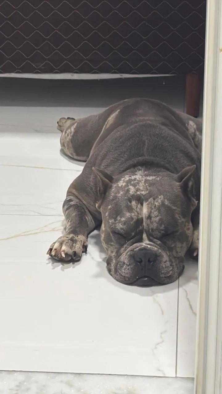 Cachorro - Foto 3