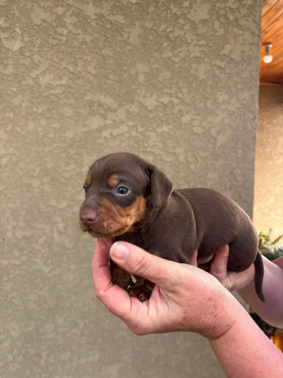 Dachshund  - Foto 4