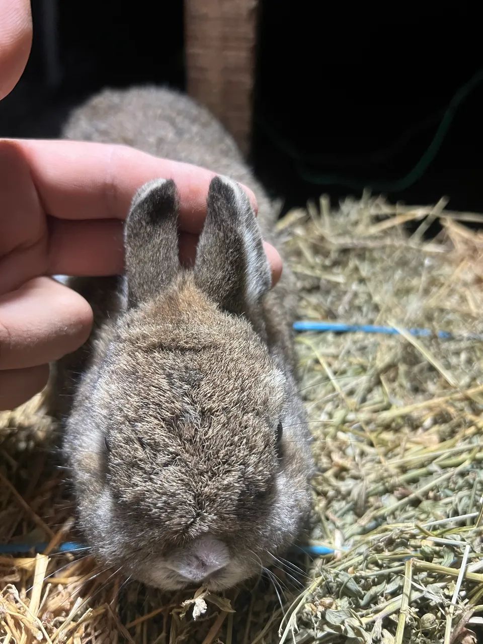 Disponíveis Netherlands  - Foto 3