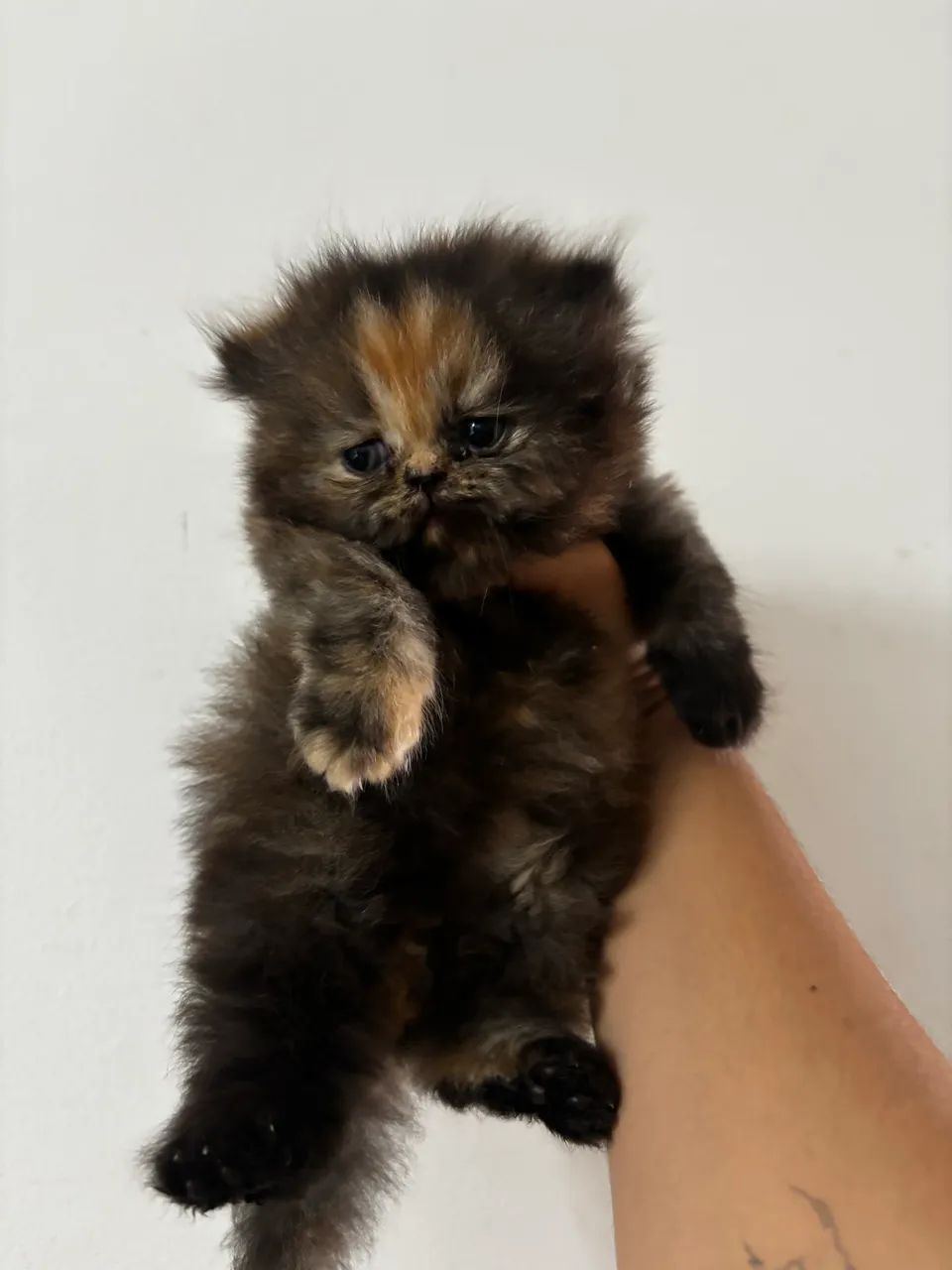 Vendo filhotes de gato persa - Foto 3
