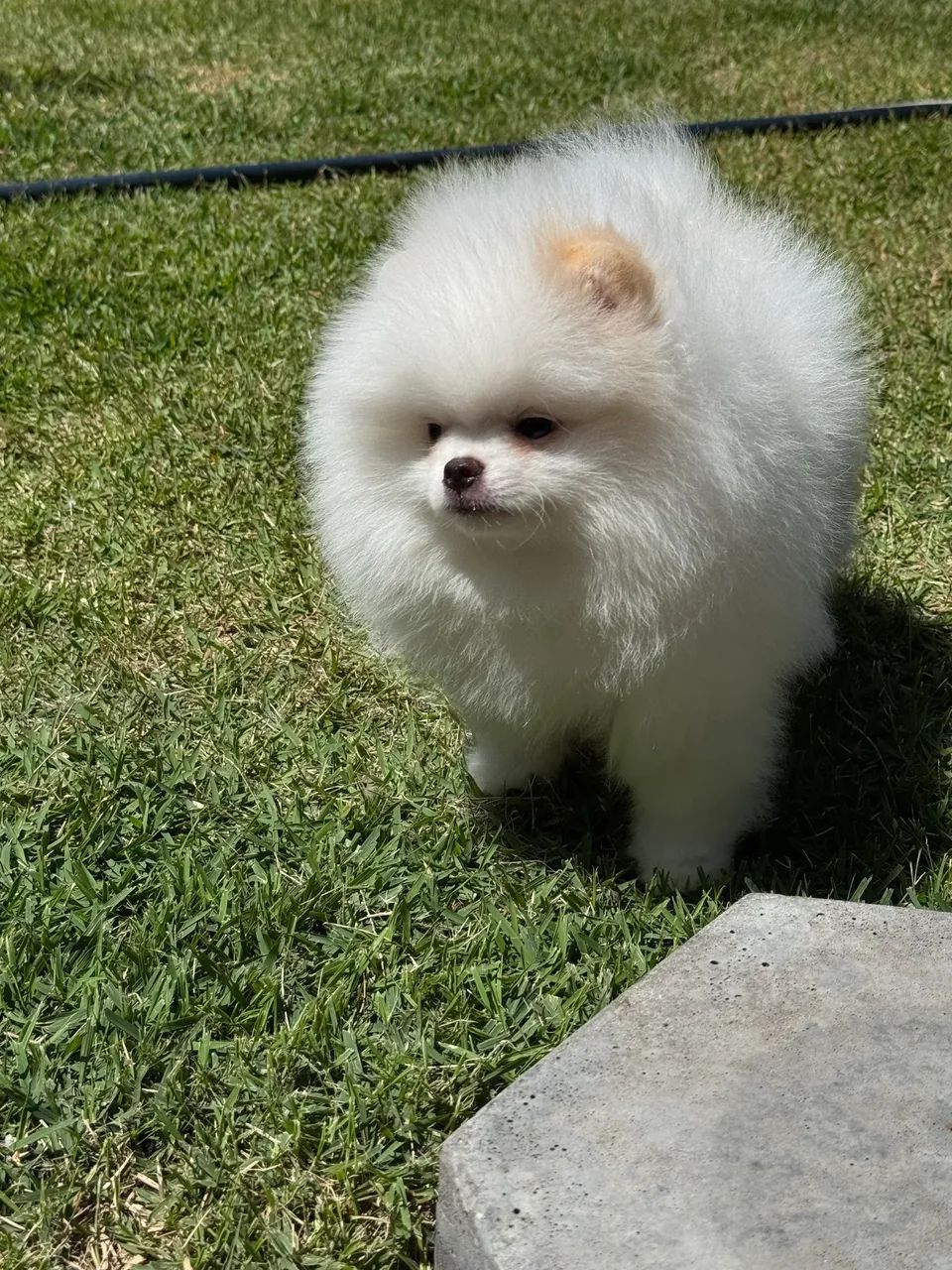 Spitz alemão  - Foto 3