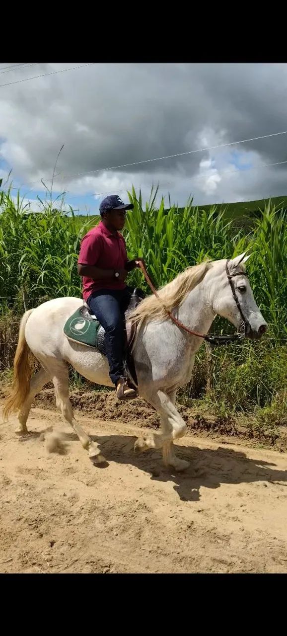 Cavalo mangalarga 