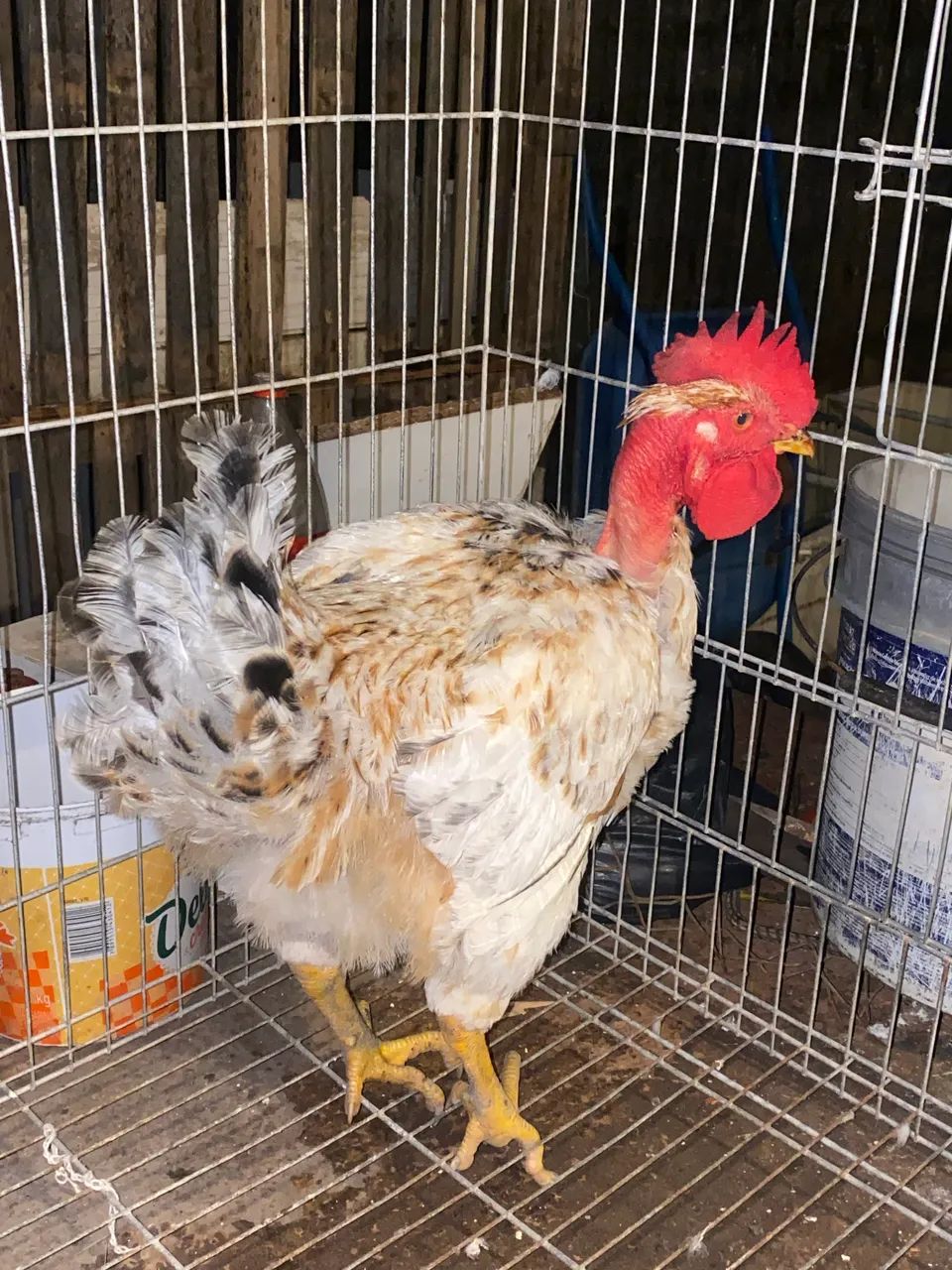Frango novinho pra vender  - Foto 4