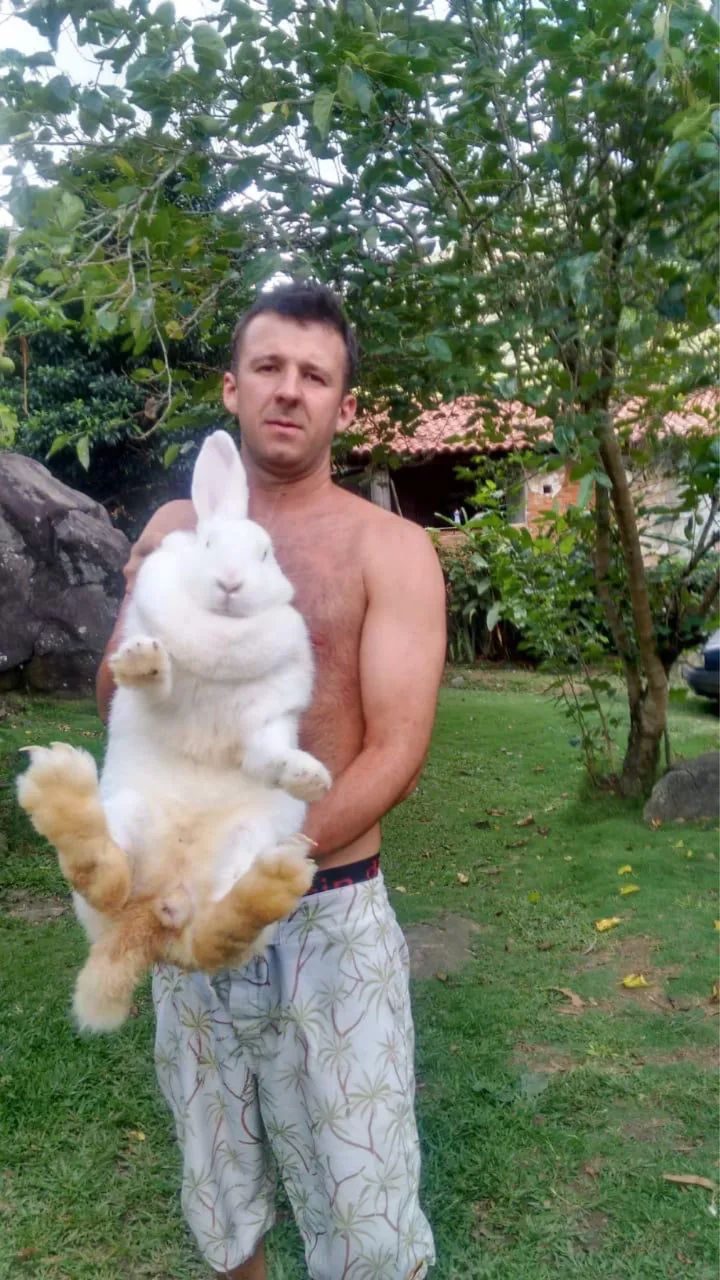 Coelhos gigantes  - Foto 3