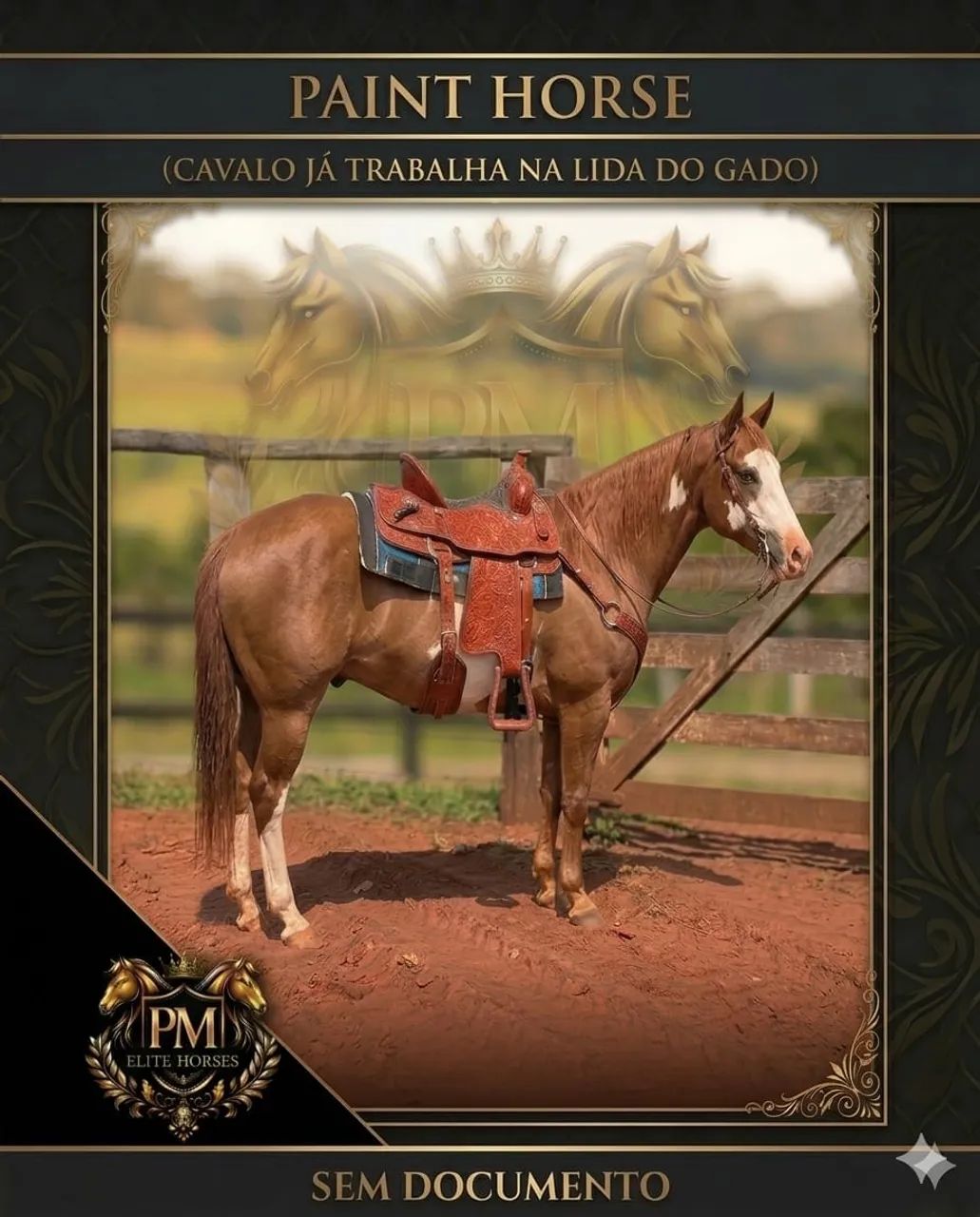 Cavalo Paint Horse Sem Registro 