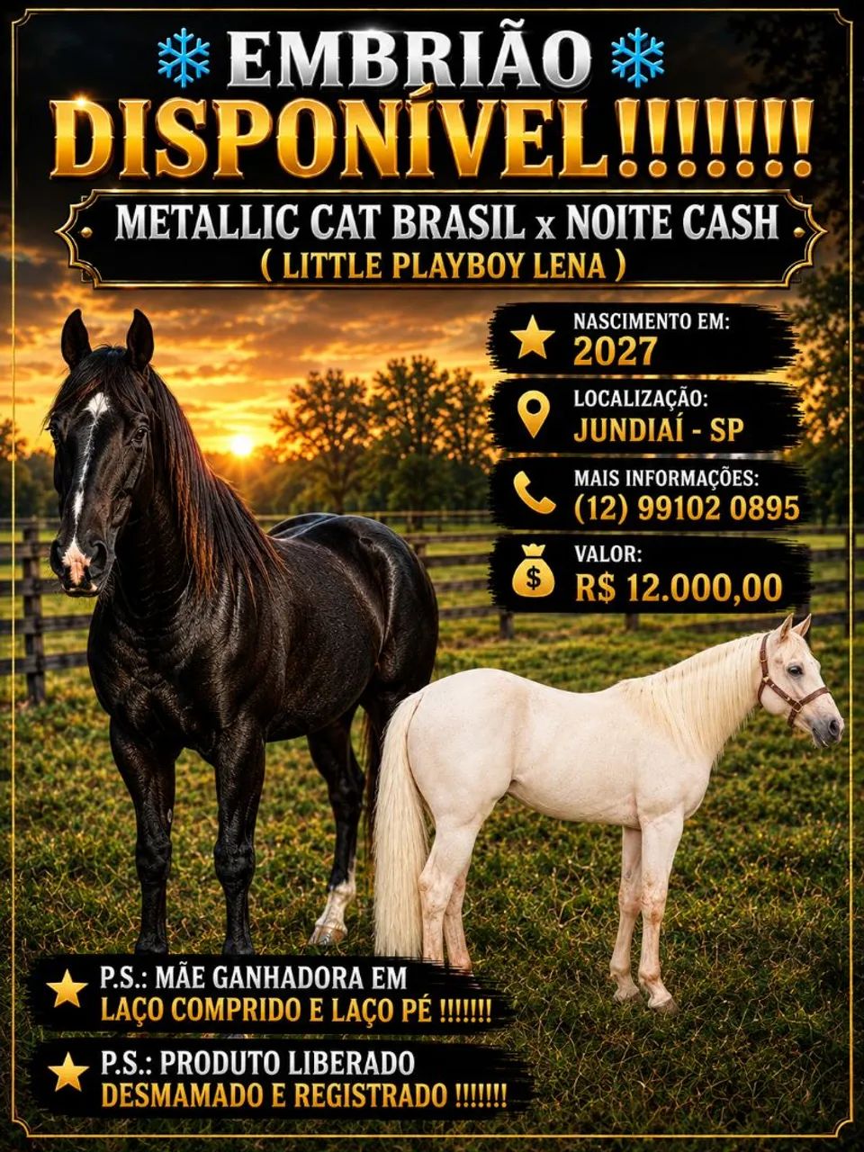 Quarto de Milha - EMBRIÕES ! - Foto 5