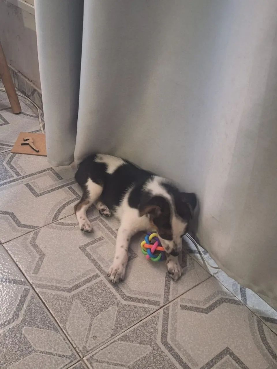 Adoção responsável  - Foto 4