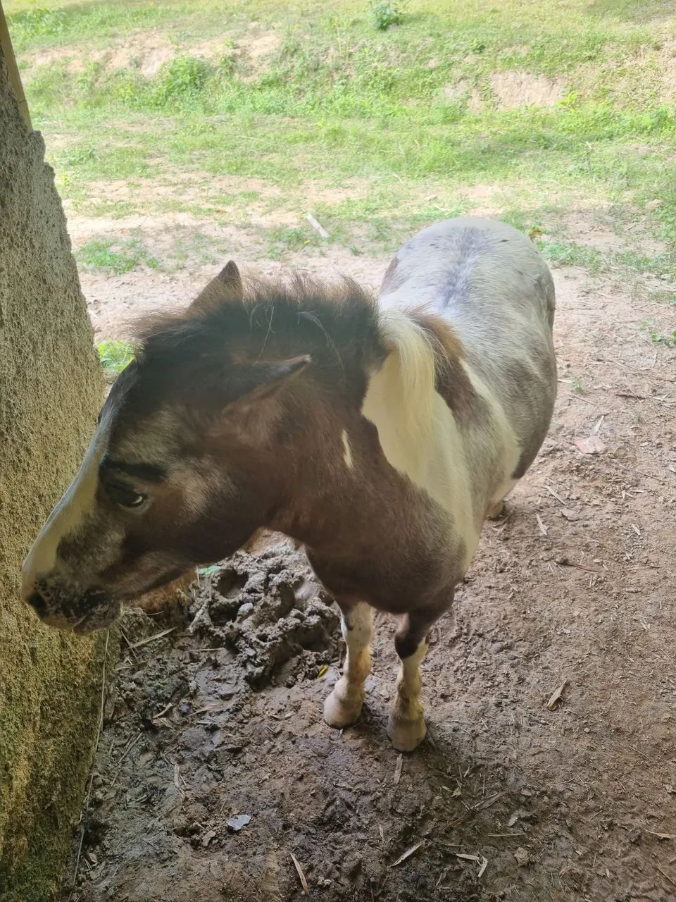 Pônei macho à venda - Castrado - Foto 2