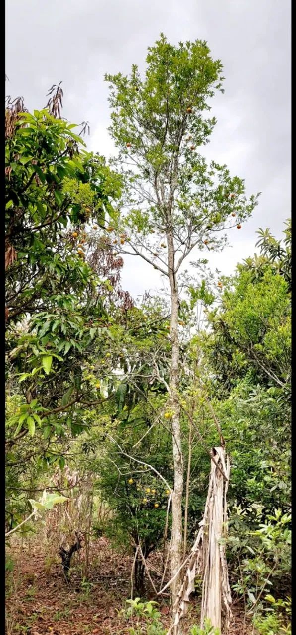 Chácara em formação VENDA OU TROCA - Foto 5