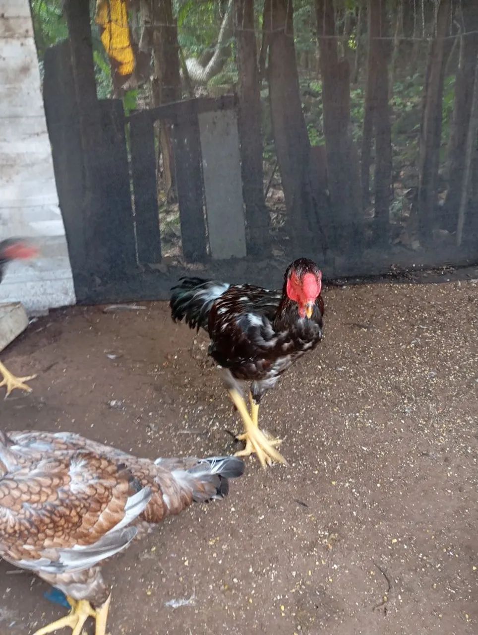 vendo frangos e pintos da raça índio gigante ótimo genética frango 200 pintos 50 - Foto 4