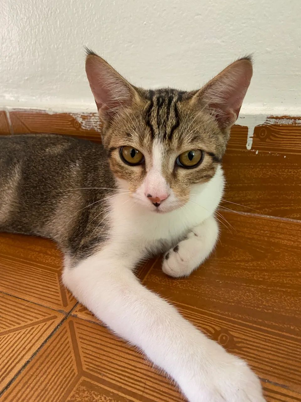 Gatinho dócil precisando de amor - Foto 3