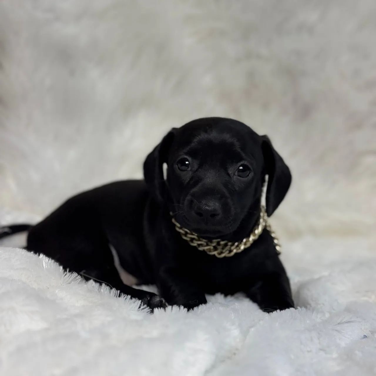 Dachshund black - Foto 6