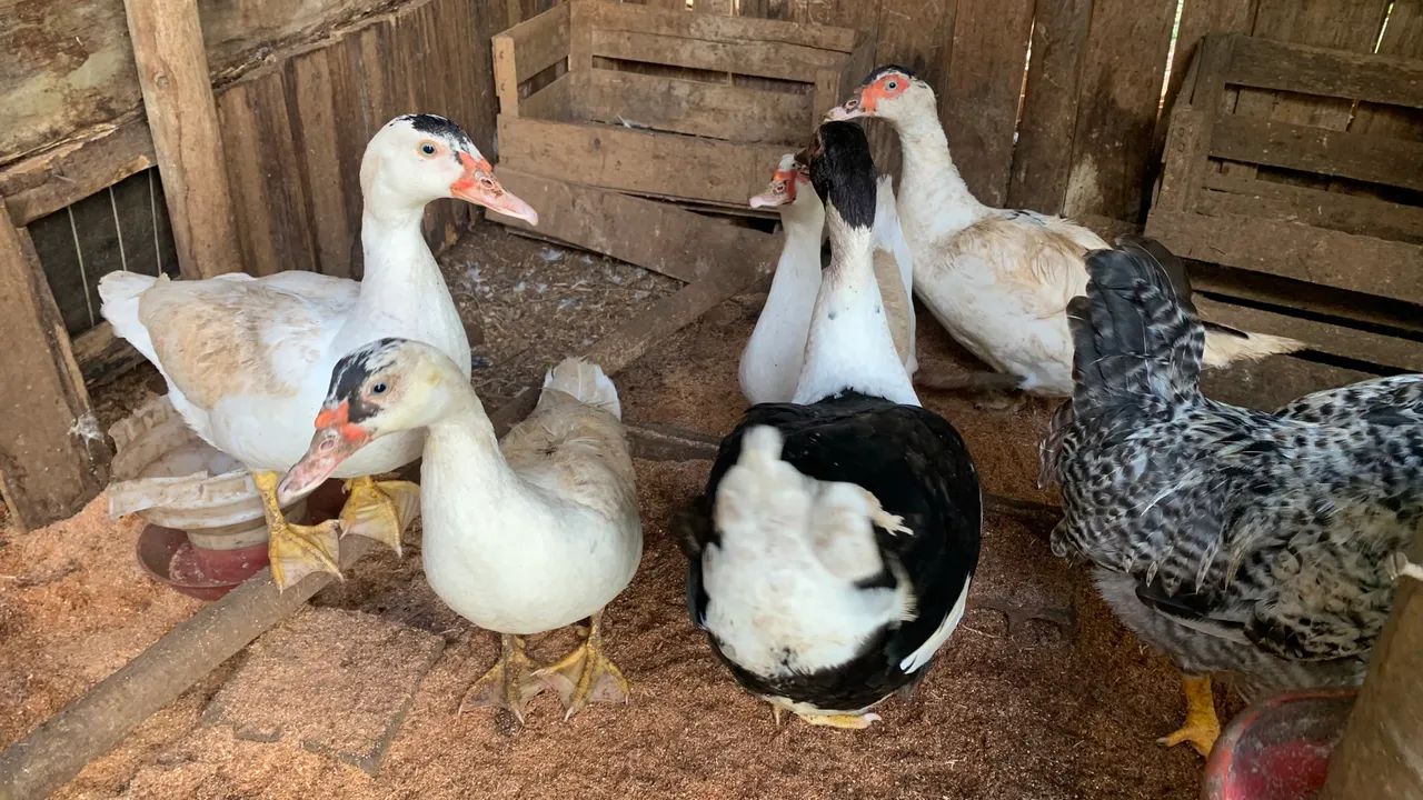 Patas e patos  - Foto 6