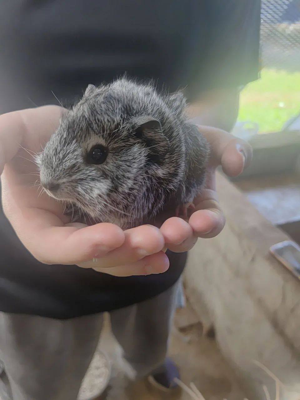 Porquinho da Índia 