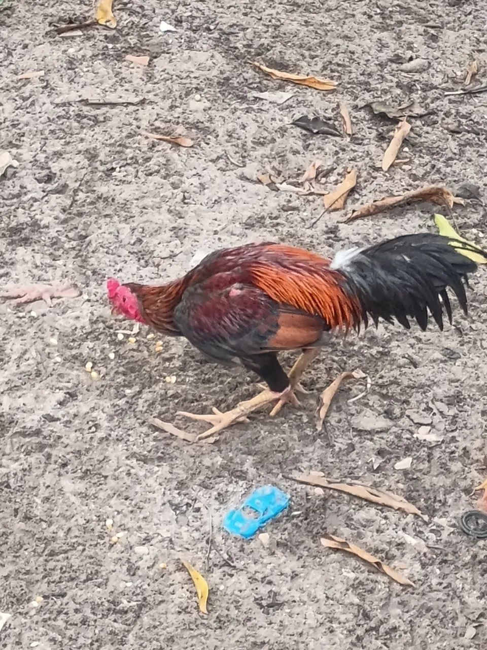 Frango