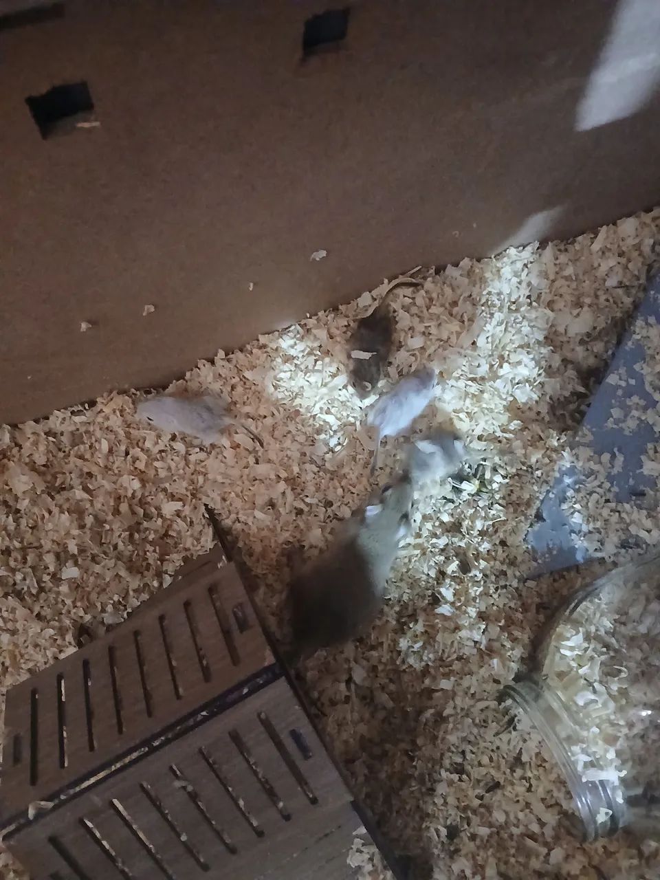Esquilos/Gerbils - Foto 4