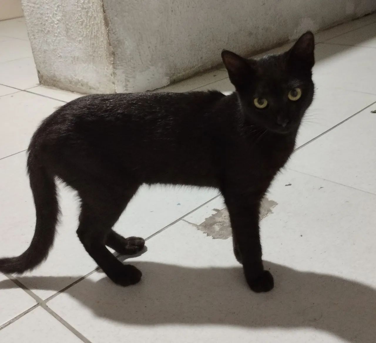 Adote um Gato  - Foto 4