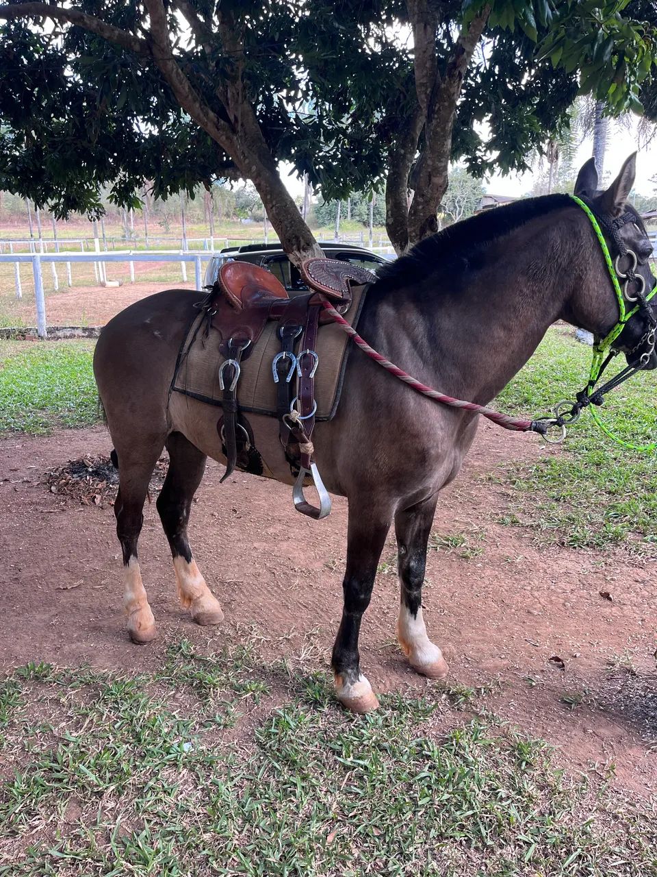 Vendo cavalo 