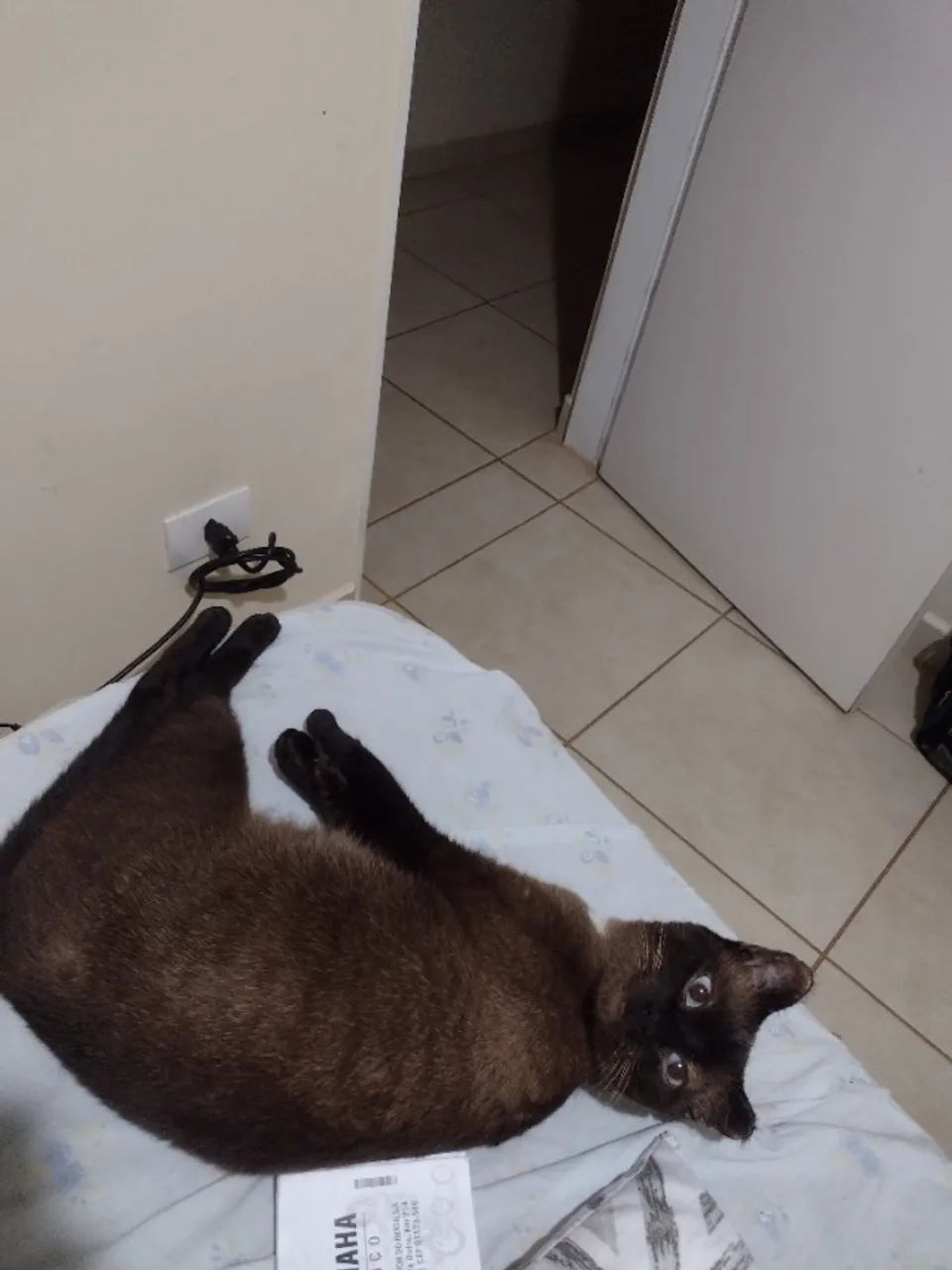 Gato - Foto 2