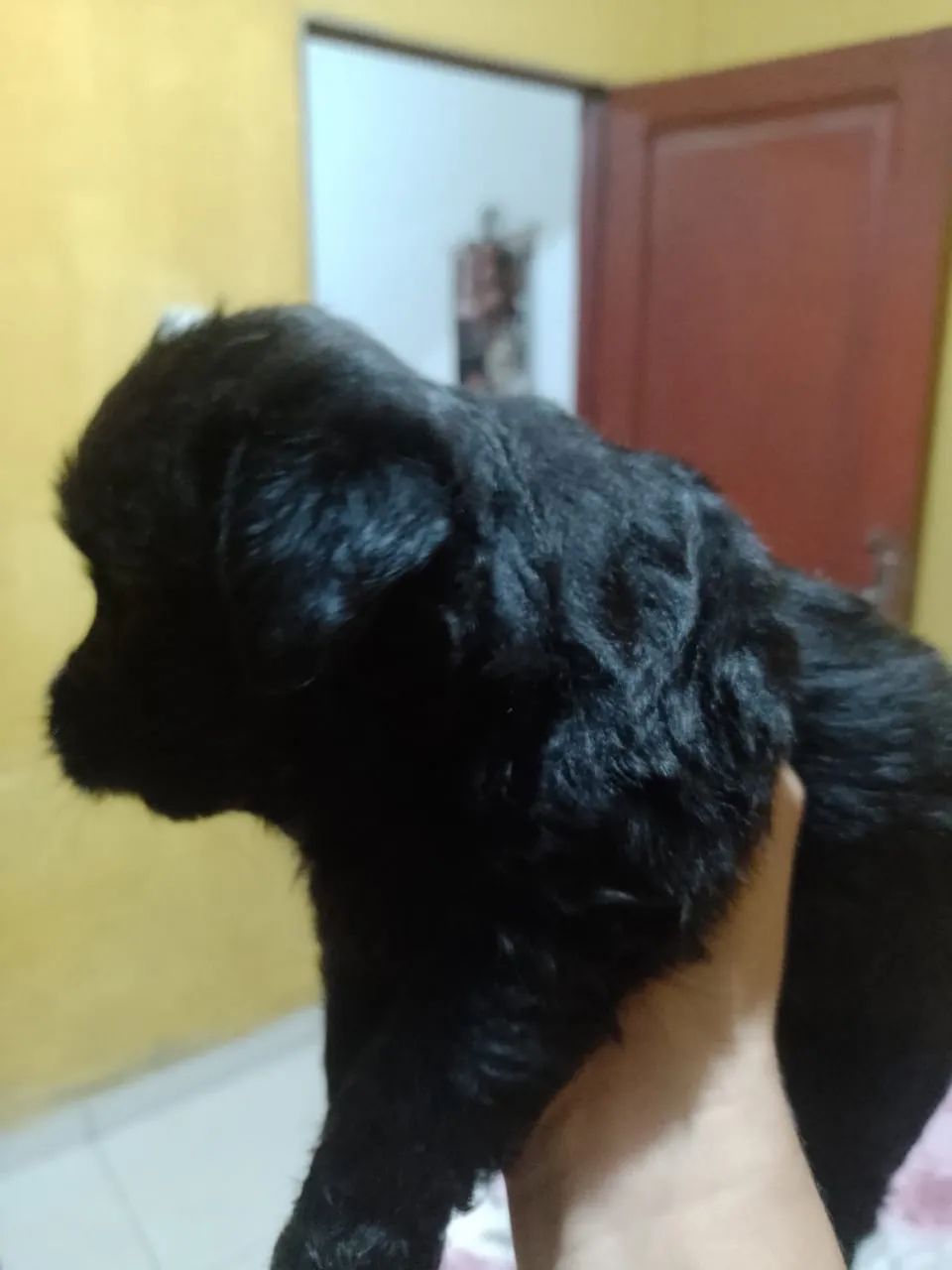 Poodle - Foto 4