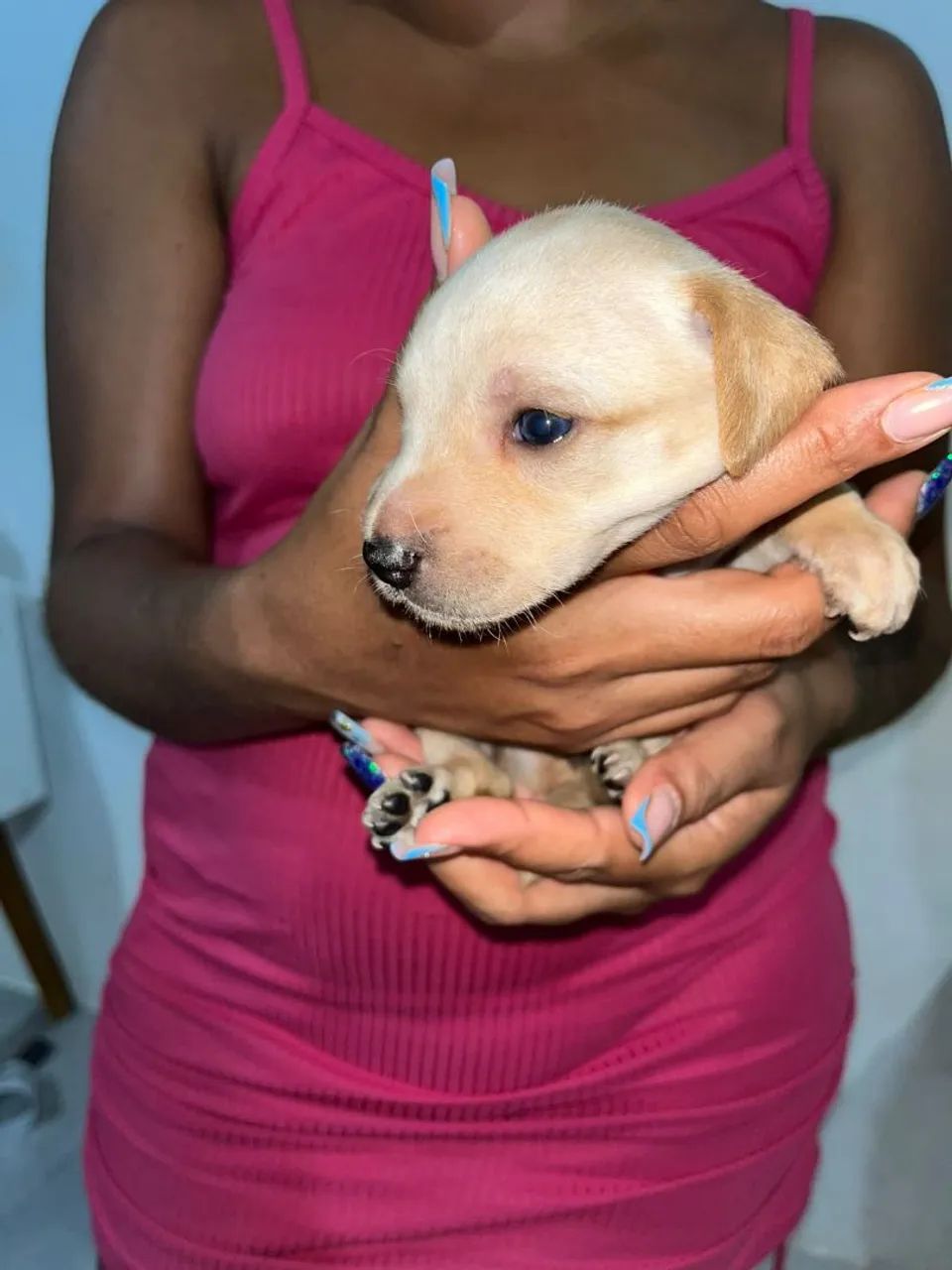 Vendo pinscher Tam.1 - Foto 2