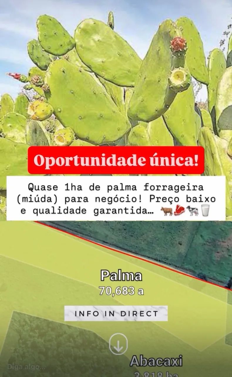 PALMA MIÚDA  - Foto 2