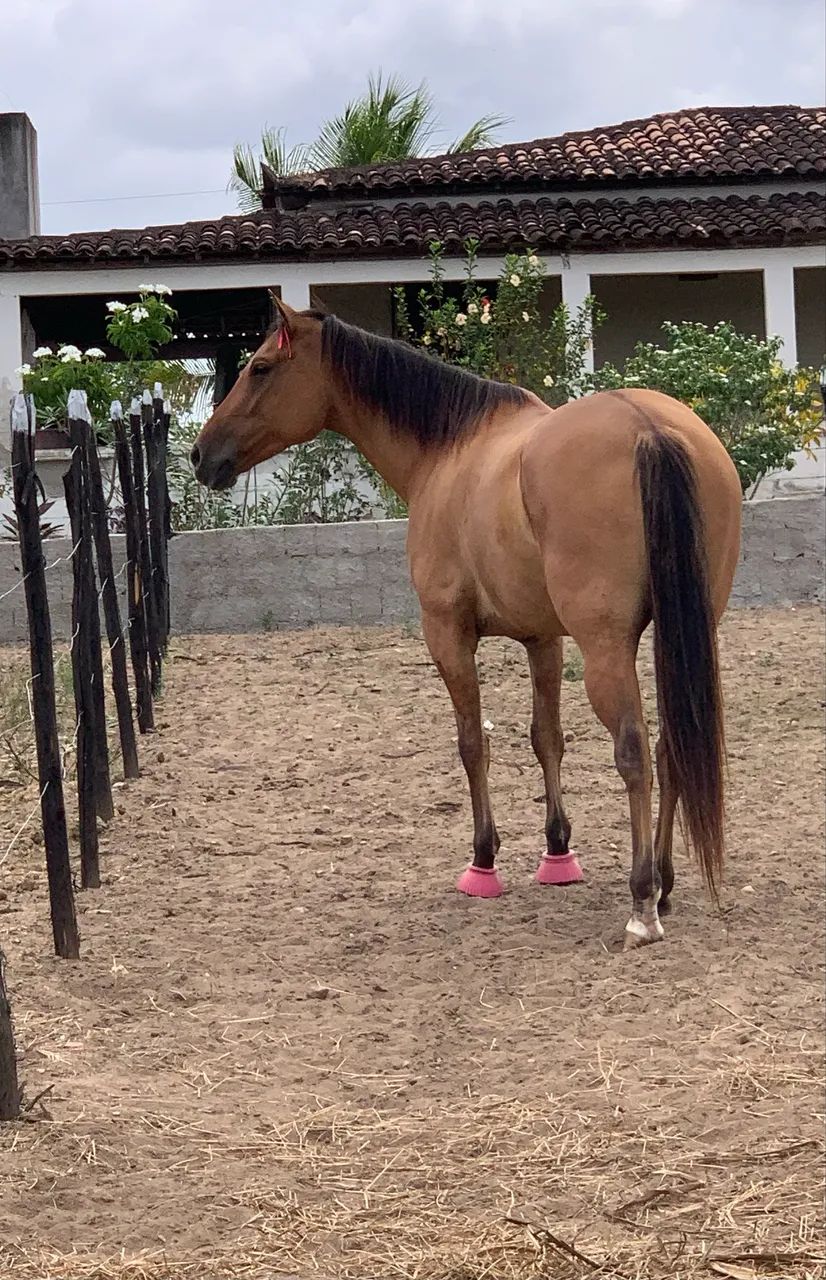 Cavalo égua  - Foto 6