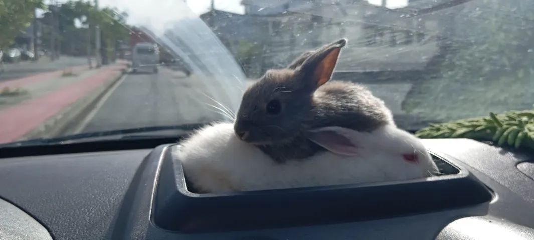 Filhotes de Coelho da Raça Rex - Foto 2