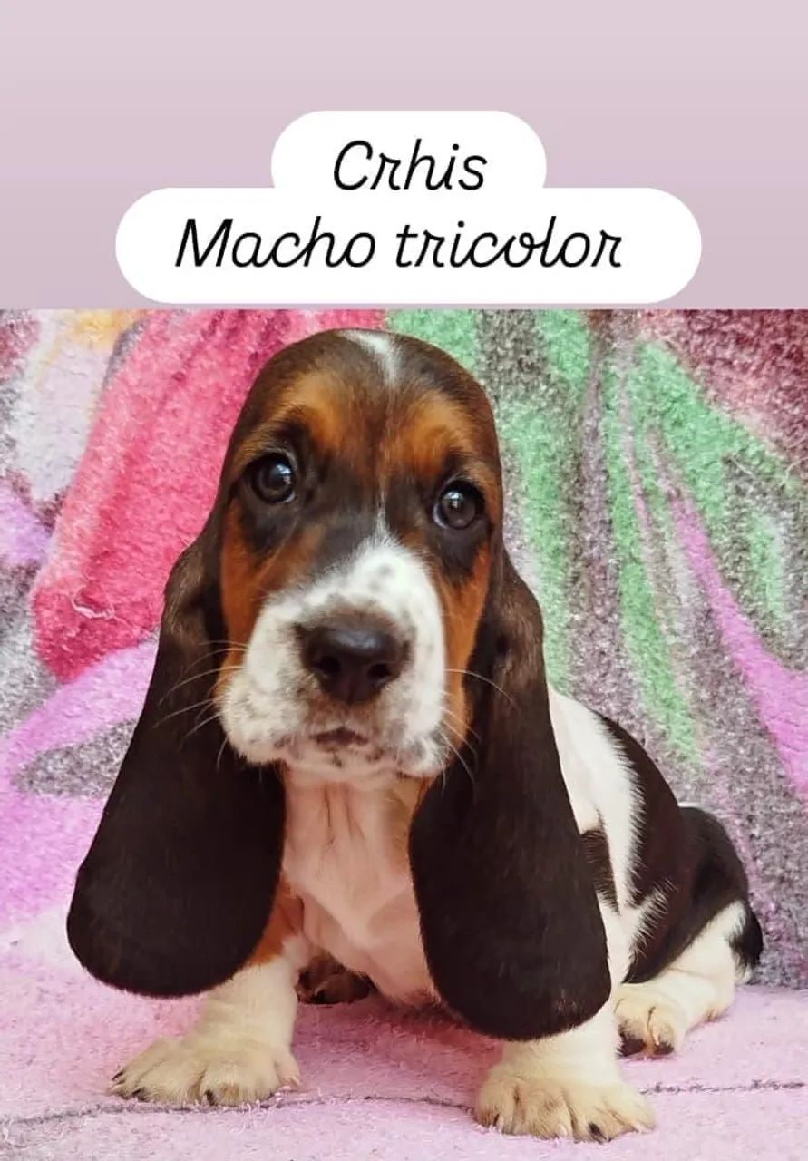Basset Hound  - Foto 5