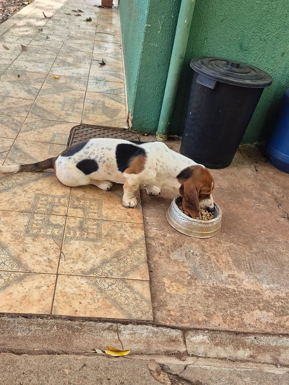 Basset Hound  - Foto 2
