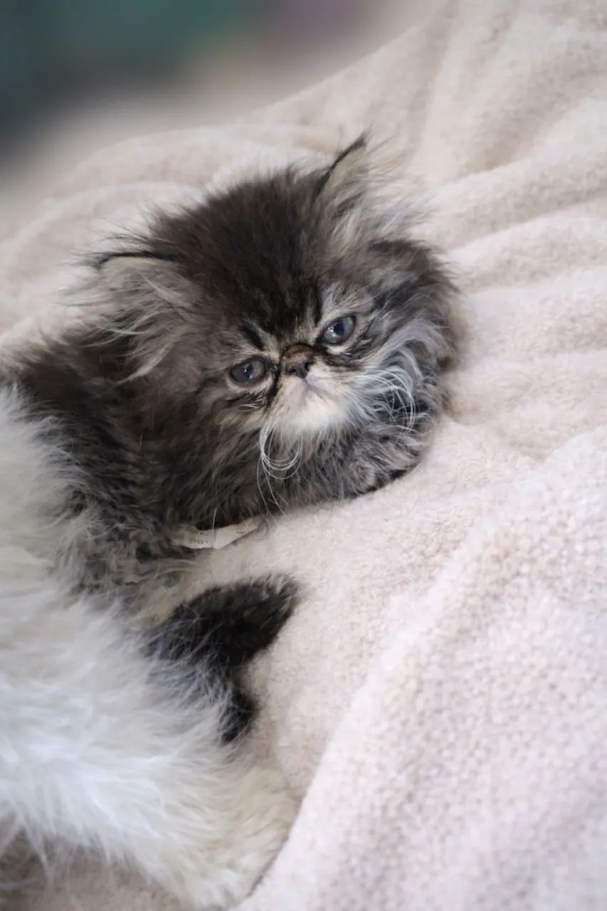 Filhote gato persa - Foto 5