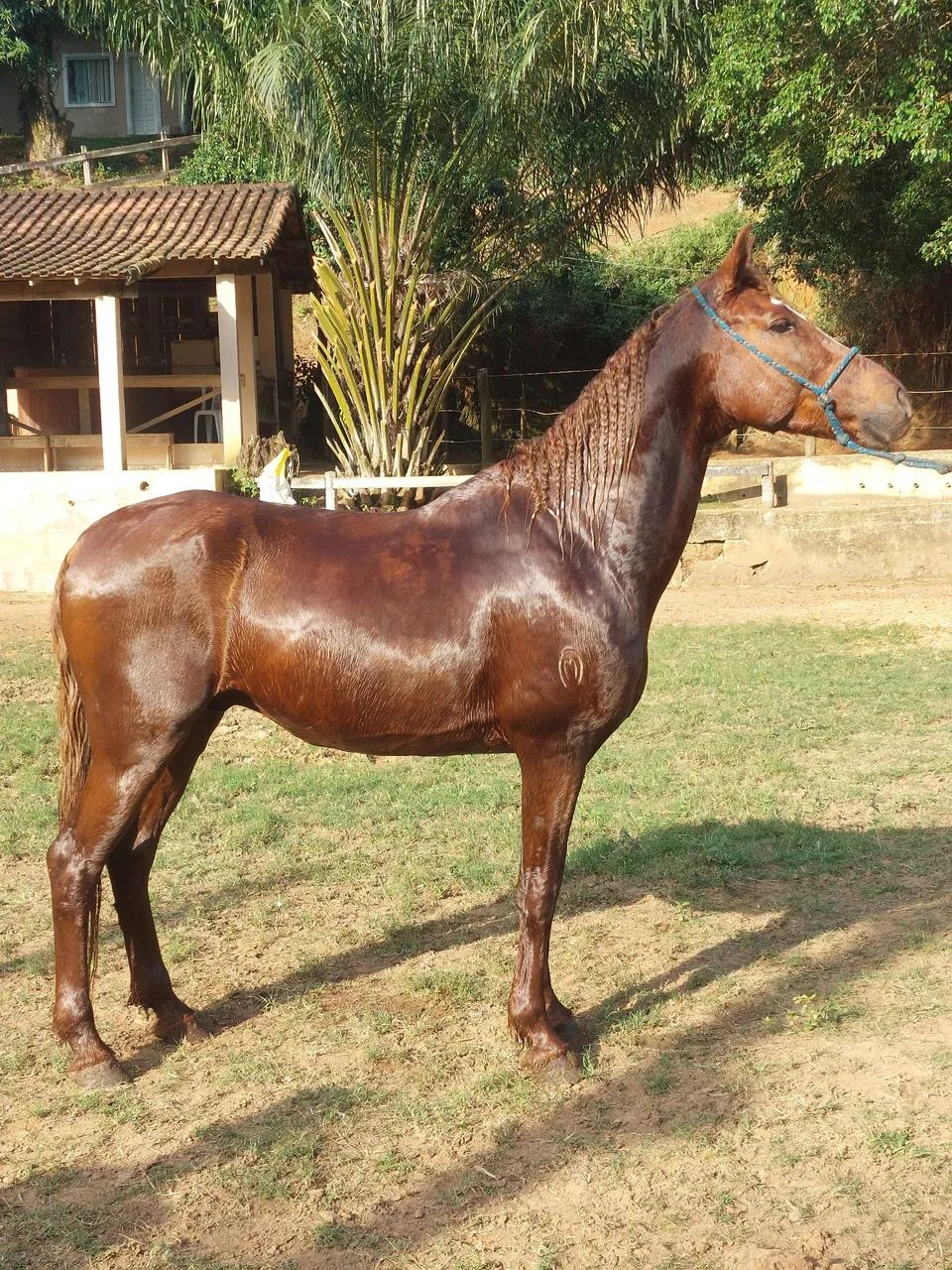 Cavalo mangalarga marchador pg parcelas 