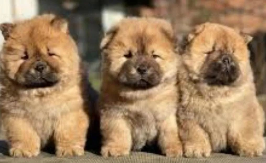 FILHOTES DE CHOW CHOW  - Foto 2