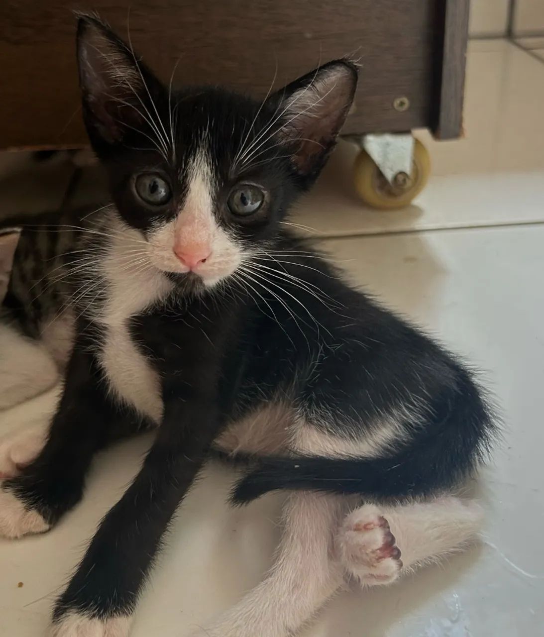 Doação de gatinhos  - Foto 2