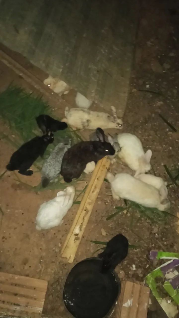 Coelhos 