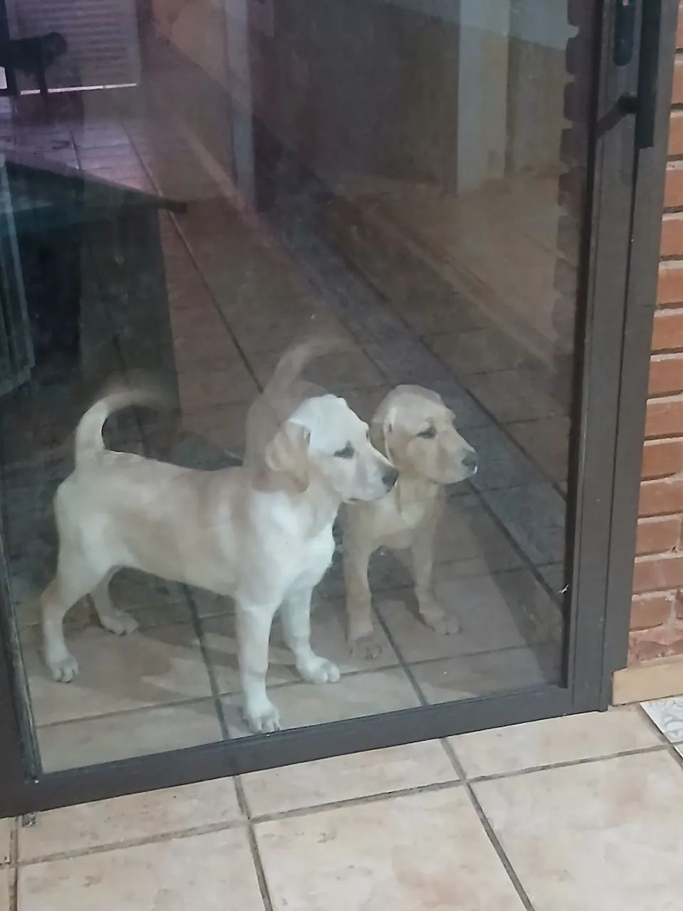 Labrador