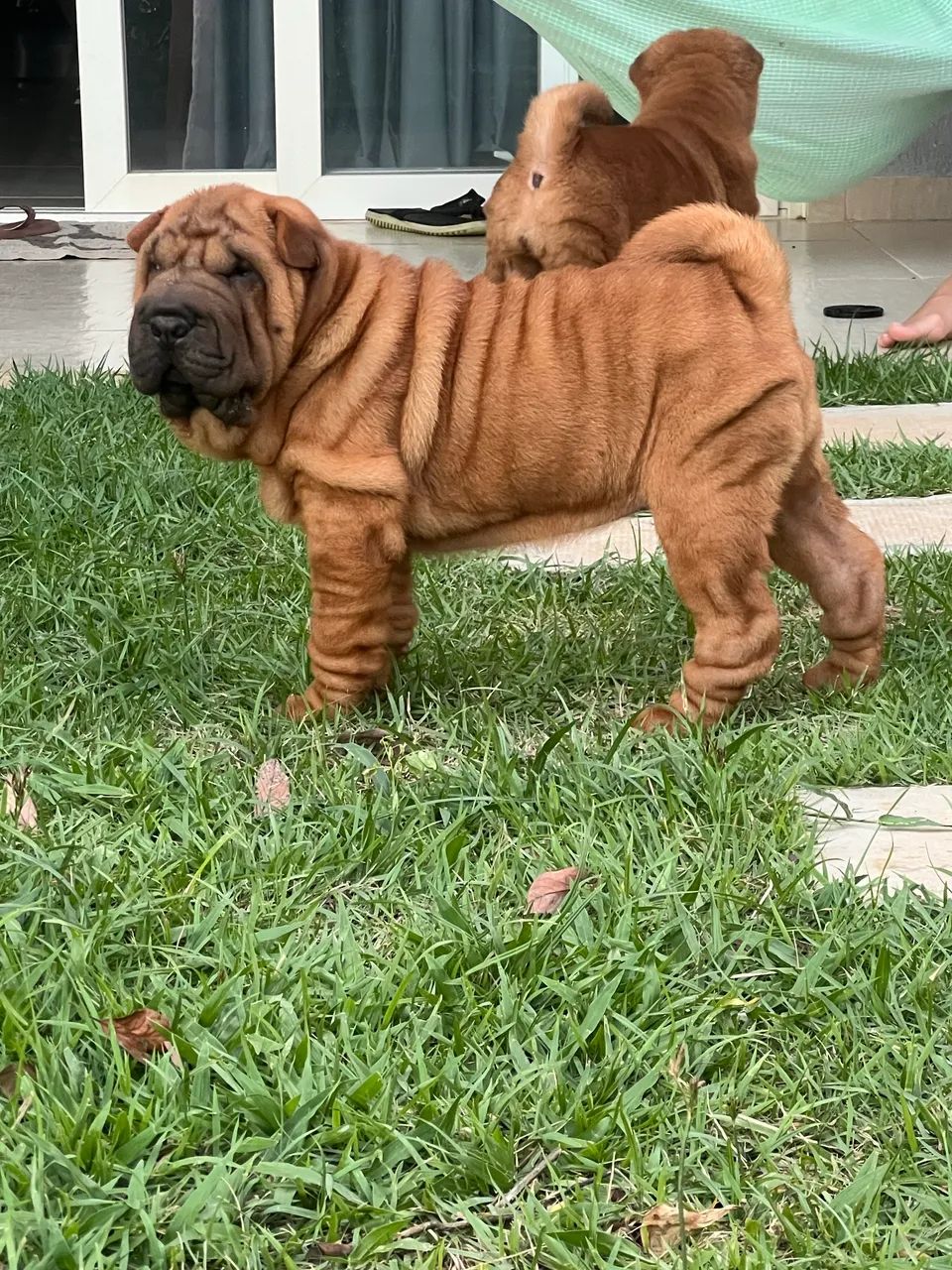 Lindos filhotes de Shar Pei  - Foto 2