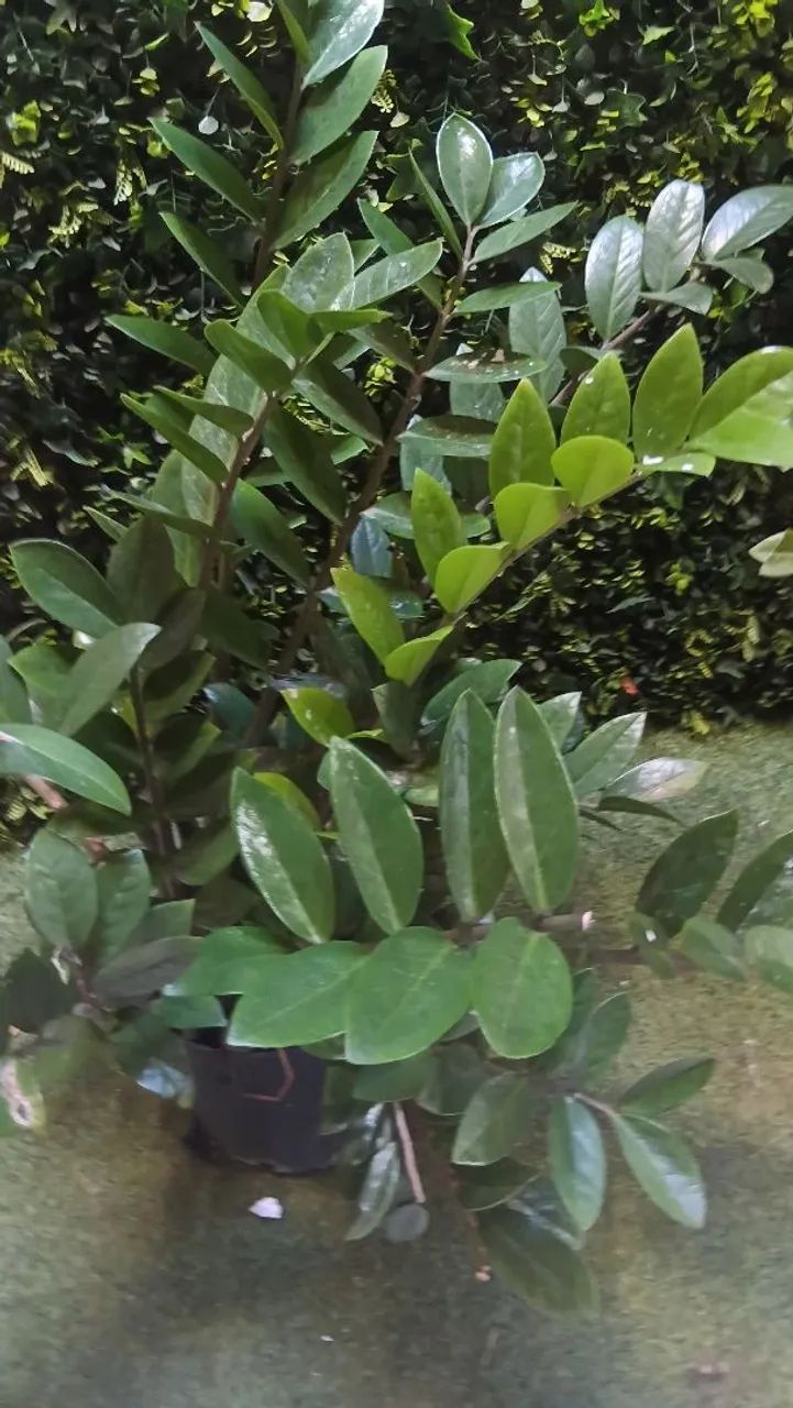 Mudas Zamioculca perfeitas 