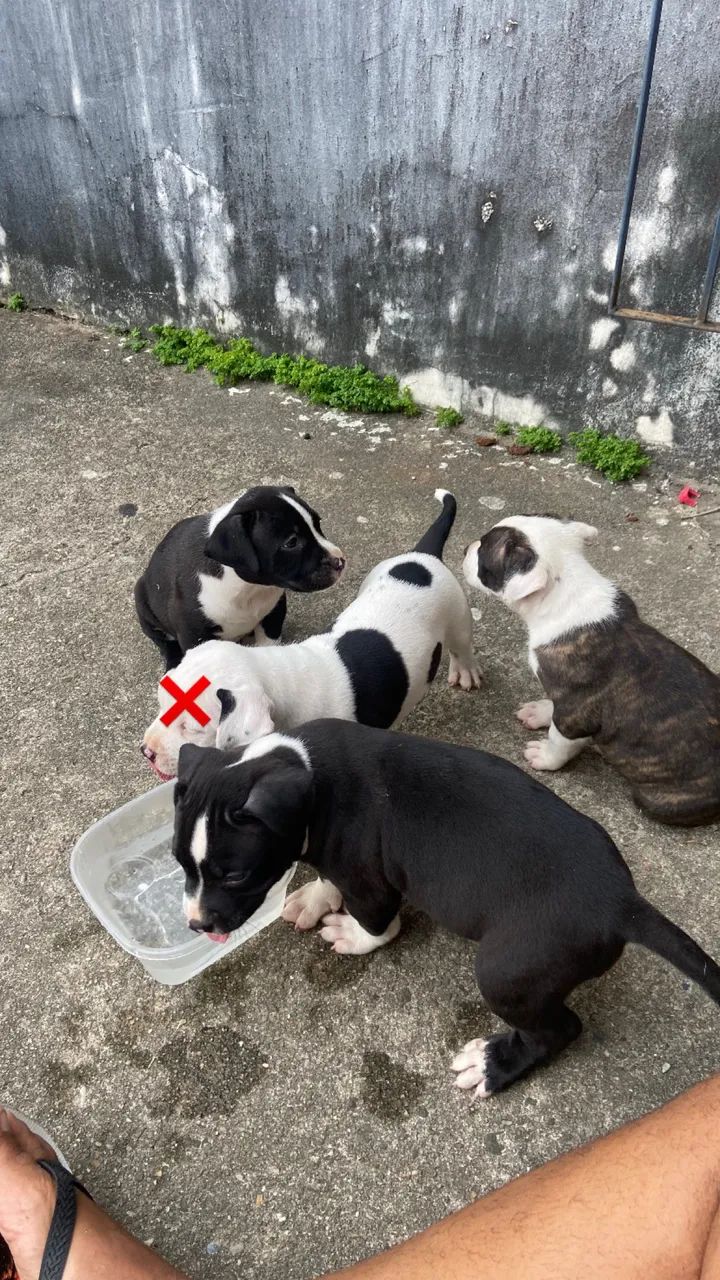 Filhote de pitbull  - Foto 4