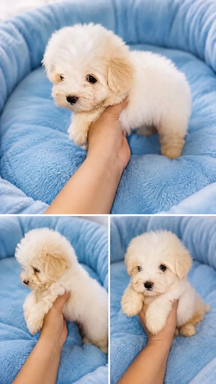 Poodle toy macho( perfeito)