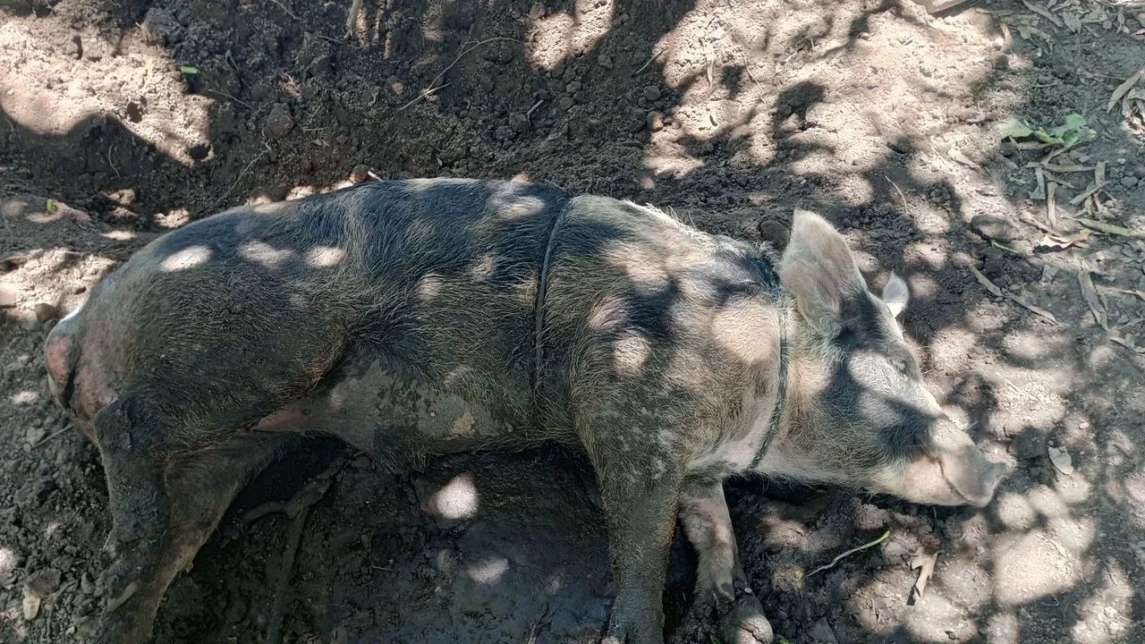 Porco - Foto 2