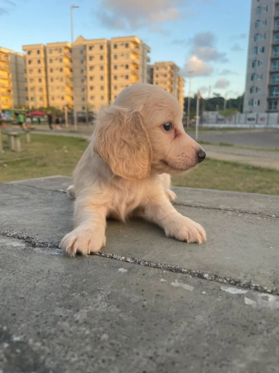 Conheça os pequenos do Imperior dos Dachs  - Foto 2