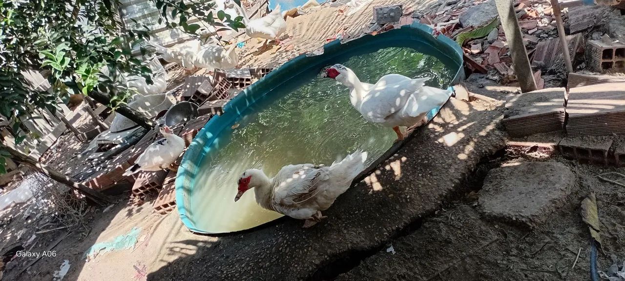 Patos  - Foto 3