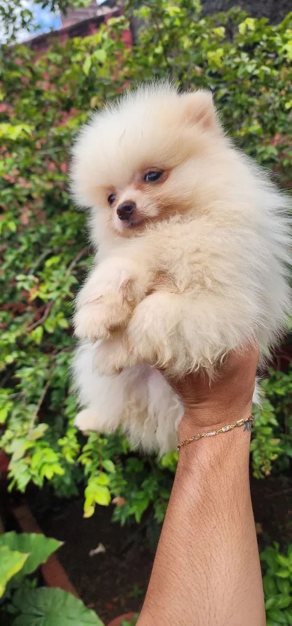 Spitz Alemão  - Foto 2