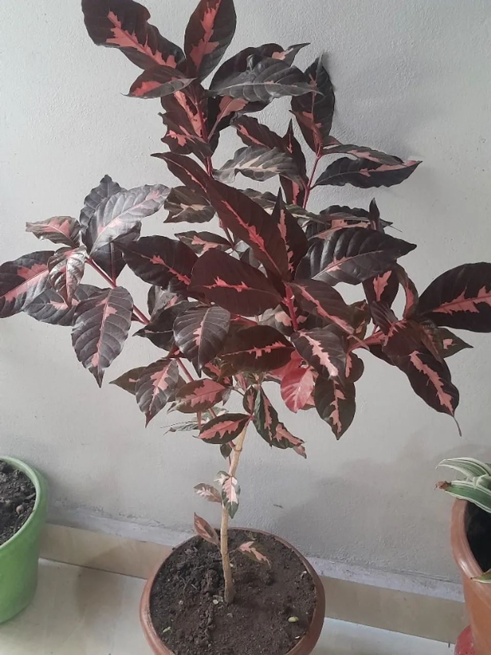 PLANTA CARICATA (Graptophyllum pictum) - Foto 4