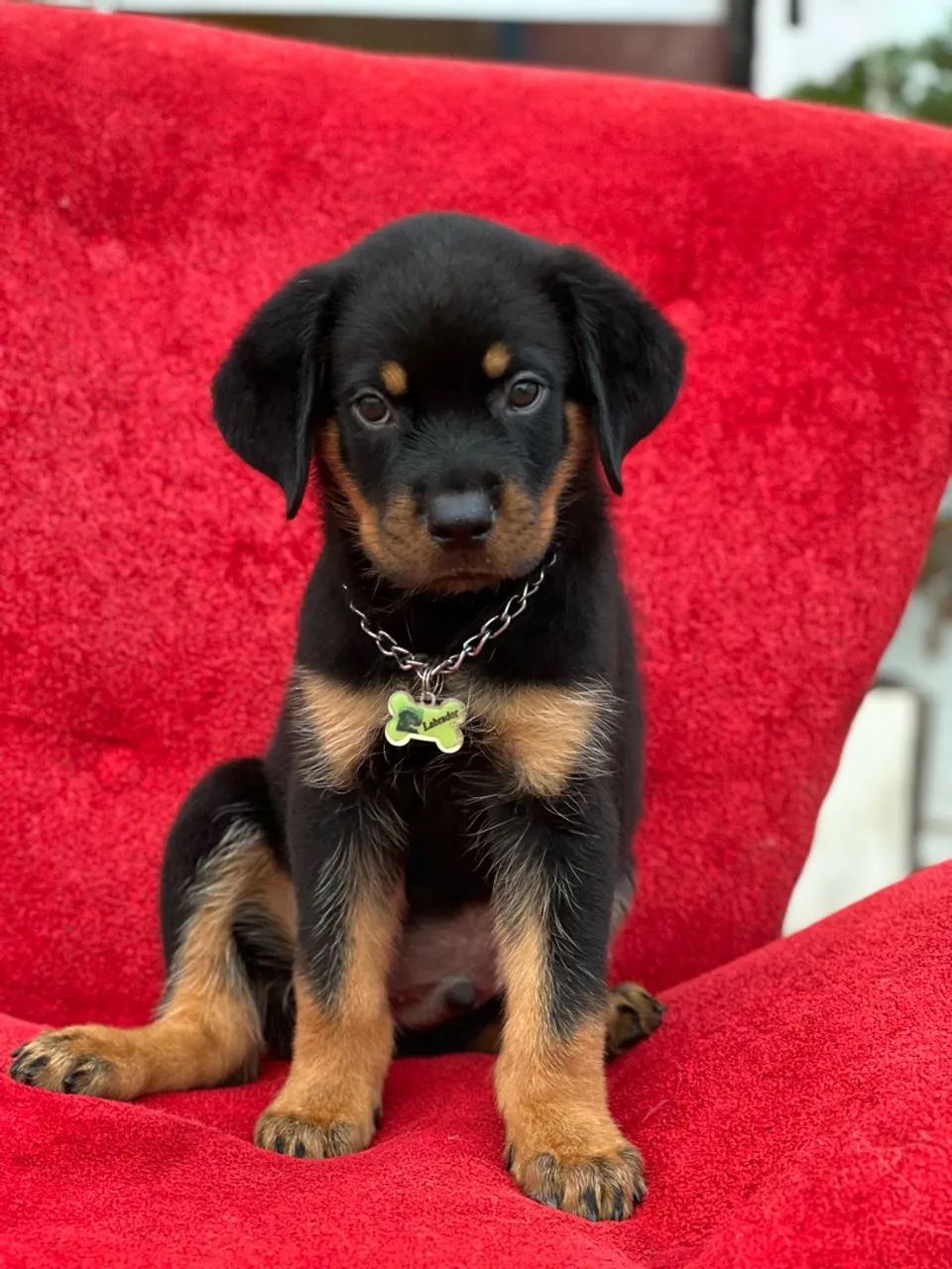 Cachorro  - Foto 2
