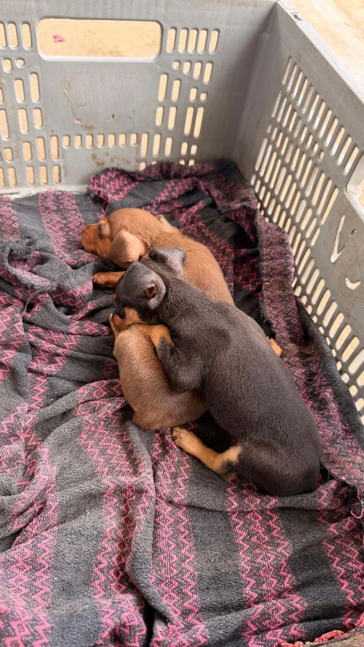 Filhote de Pinscher  2