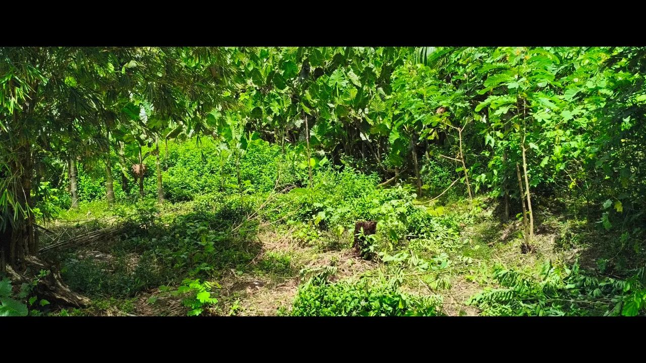 Excelente terreno!!!! - Foto 4
