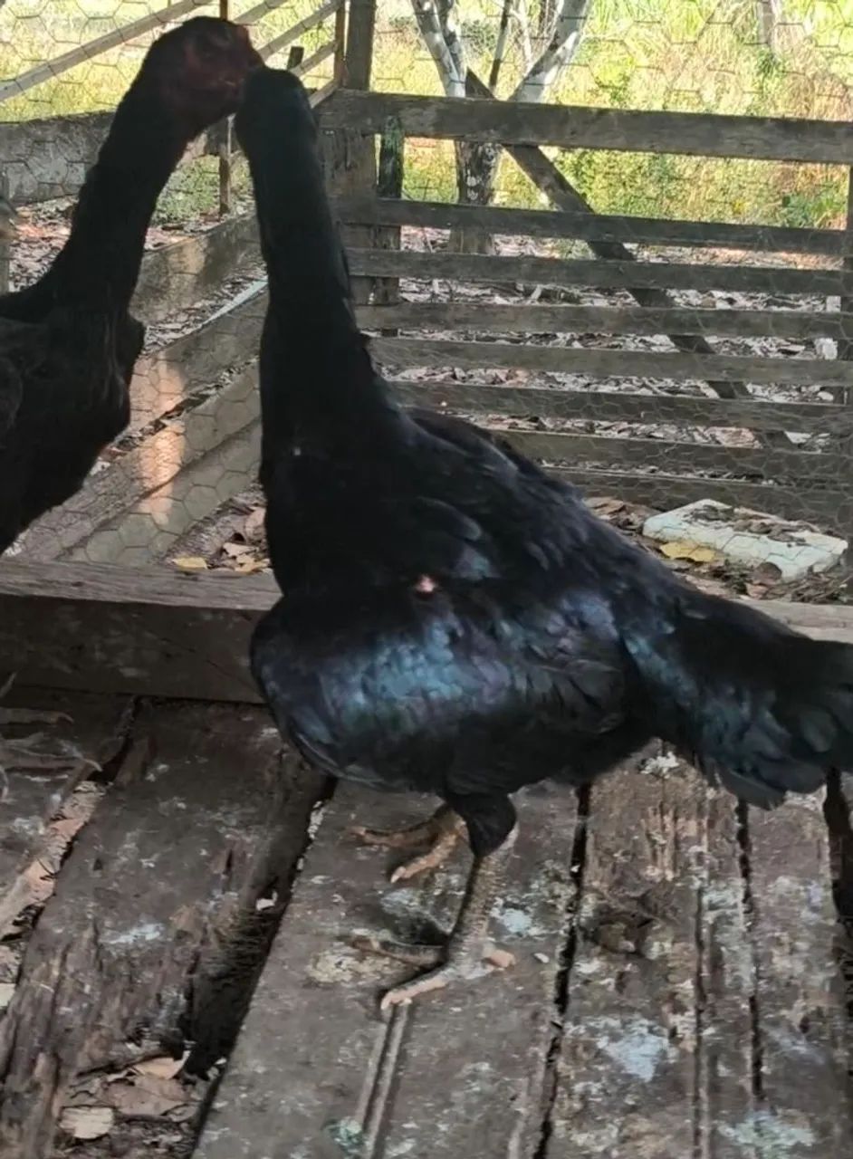 Vendo um frango indiano - Foto 4